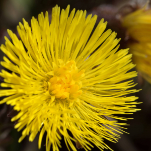 Photographie n°2523684 du taxon Tussilago farfara L. [1753]