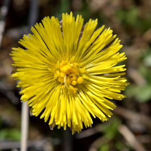 Photographie n°2523685 du taxon Tussilago farfara L. [1753]