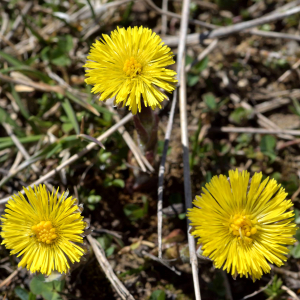 Photographie n°2523686 du taxon Tussilago farfara L. [1753]