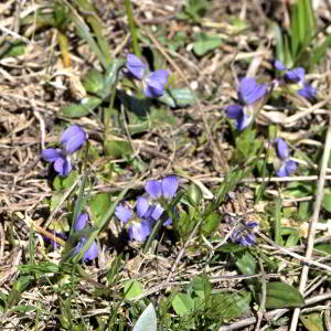 Photographie n°2523687 du taxon Viola rupestris F.W.Schmidt [1791]