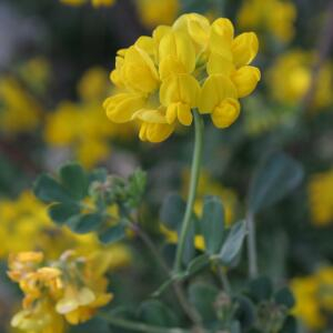 Photographie n°2523696 du taxon Coronilla glauca L.