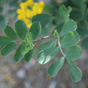 Photographie n°2523697 du taxon Coronilla glauca L.