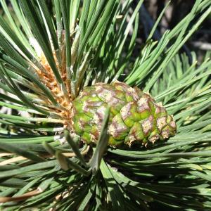 Photographie n°2523746 du taxon Pinus mugo subsp. uncinata (Ramond ex DC.) Domin [1936]