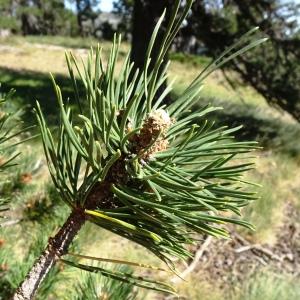 Photographie n°2523747 du taxon Pinus mugo subsp. uncinata (Ramond ex DC.) Domin [1936]