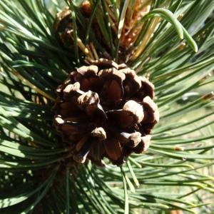 Photographie n°2523748 du taxon Pinus mugo subsp. uncinata (Ramond ex DC.) Domin [1936]