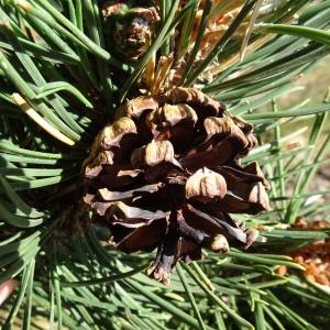 Photographie n°2523749 du taxon Pinus mugo subsp. uncinata (Ramond ex DC.) Domin [1936]