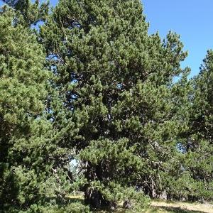 Photographie n°2523751 du taxon Pinus mugo subsp. uncinata (Ramond ex DC.) Domin [1936]