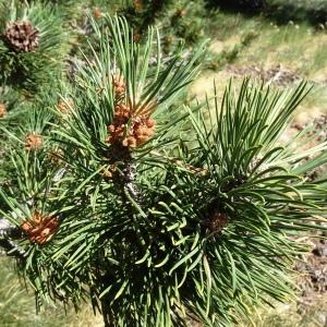 Photographie n°2523752 du taxon Pinus mugo subsp. uncinata (Ramond ex DC.) Domin [1936]