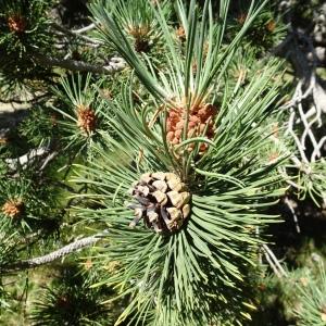 Photographie n°2523753 du taxon Pinus mugo subsp. uncinata (Ramond ex DC.) Domin [1936]