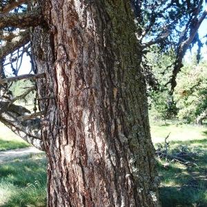 Photographie n°2523754 du taxon Pinus mugo subsp. uncinata (Ramond ex DC.) Domin [1936]