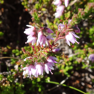 Photographie n°2523758 du taxon Calluna vulgaris (L.) Hull