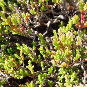 Photographie n°2523759 du taxon Calluna vulgaris (L.) Hull