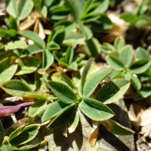 Photographie n°2523764 du taxon Trifolium alpinum L. [1753]