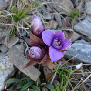 Photographie n°2523779 du taxon Gentianella campestris f. hypericifolia (Murb.) B.Bock [2012]