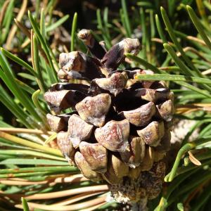 Photographie n°2523780 du taxon Pinus mugo subsp. uncinata (Ramond ex DC.) Domin [1936]