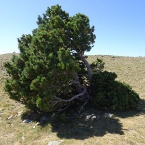 Photographie n°2523782 du taxon Pinus mugo subsp. uncinata (Ramond ex DC.) Domin [1936]