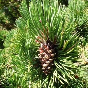 Photographie n°2523783 du taxon Pinus mugo subsp. uncinata (Ramond ex DC.) Domin [1936]