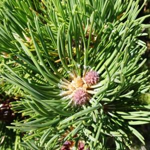 Photographie n°2523784 du taxon Pinus mugo subsp. uncinata (Ramond ex DC.) Domin [1936]