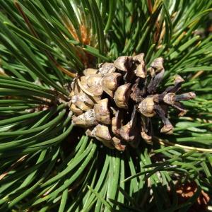 Photographie n°2523785 du taxon Pinus mugo subsp. uncinata (Ramond ex DC.) Domin [1936]