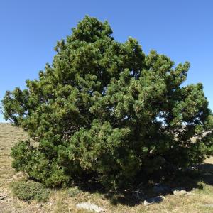 Photographie n°2523786 du taxon Pinus mugo subsp. uncinata (Ramond ex DC.) Domin [1936]