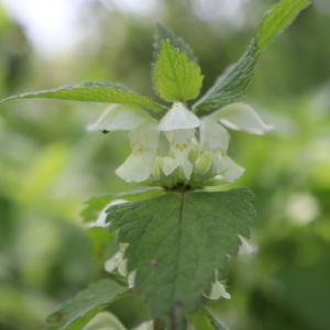 Photographie n°2523806 du taxon Lamium album L.