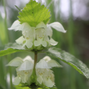 Photographie n°2523807 du taxon Lamium album L.