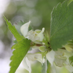 Photographie n°2523808 du taxon Lamium album L.