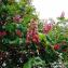  altostratus - Aesculus carnea Hayne
