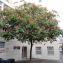  altostratus - Aesculus carnea Hayne