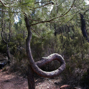 Photographie n°2523887 du taxon Pinus halepensis Mill. [1768]