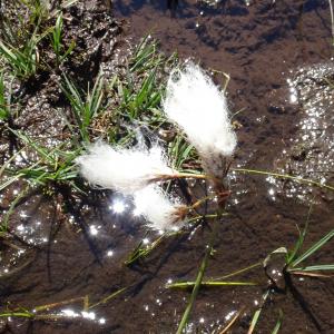 Photographie n°2523928 du taxon Eriophorum angustifolium Honck. [1782]