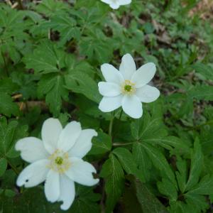 Photographie n°2523948 du taxon Anemone nemorosa L.