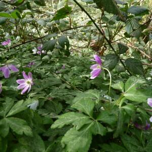 Photographie n°2523955 du taxon Anemone nemorosa L.