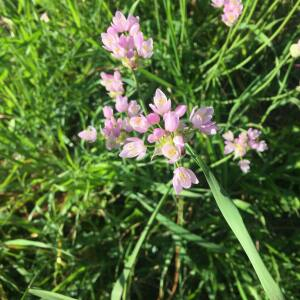 Photographie n°2523960 du taxon Allium roseum L. [1753]