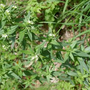 Photographie n°2524008 du taxon Lithospermum officinale L. [1753]