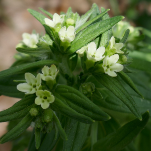 Photographie n°2524009 du taxon Lithospermum officinale L. [1753]