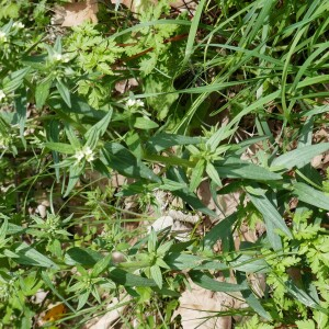 Photographie n°2524010 du taxon Lithospermum officinale L. [1753]