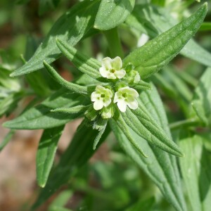 Photographie n°2524015 du taxon Lithospermum officinale L. [1753]