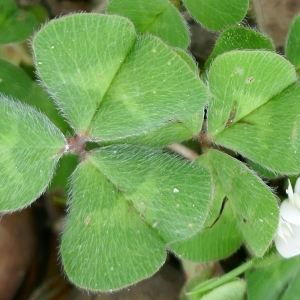 Photographie n°2524017 du taxon Trifolium subterraneum L. [1753]