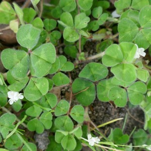 Photographie n°2524020 du taxon Trifolium subterraneum L. [1753]