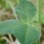  sugar33 - Trifolium incarnatum L. [1753]