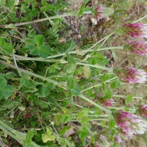 Photographie n°2524029 du taxon Trifolium incarnatum L. [1753]