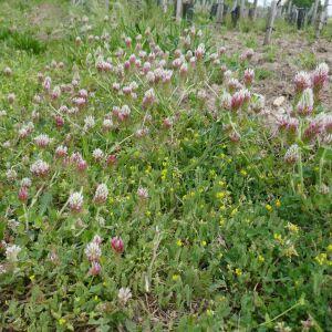 Photographie n°2524034 du taxon Trifolium incarnatum L. [1753]