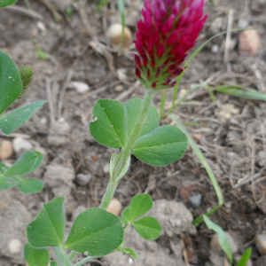 Photographie n°2524035 du taxon Trifolium incarnatum L. [1753]