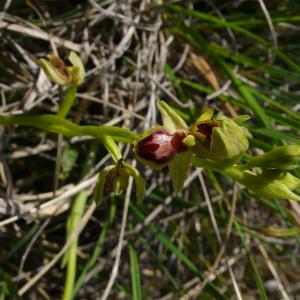 Photographie n°2524054 du taxon Ophrys virescens Philippe [1859]