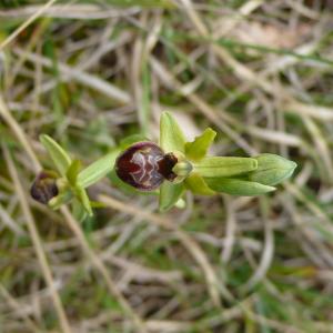 Photographie n°2524055 du taxon Ophrys virescens Philippe [1859]