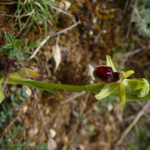 Photographie n°2524069 du taxon Ophrys virescens Philippe [1859]