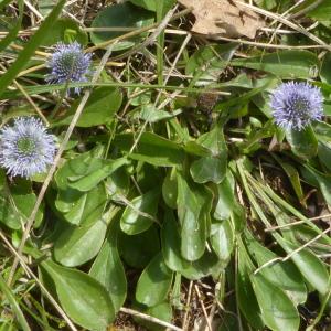 Photographie n°2524074 du taxon Globularia vulgaris L. [1753]