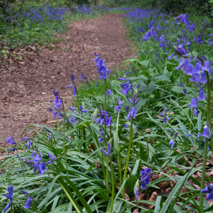 Photographie n°2524090 du taxon Hyacinthoides non-scripta (L.) Chouard ex Rothm. [1944]