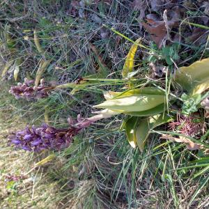 Photographie n°2524112 du taxon Himantoglossum robertianum (Loisel.) P.Delforge